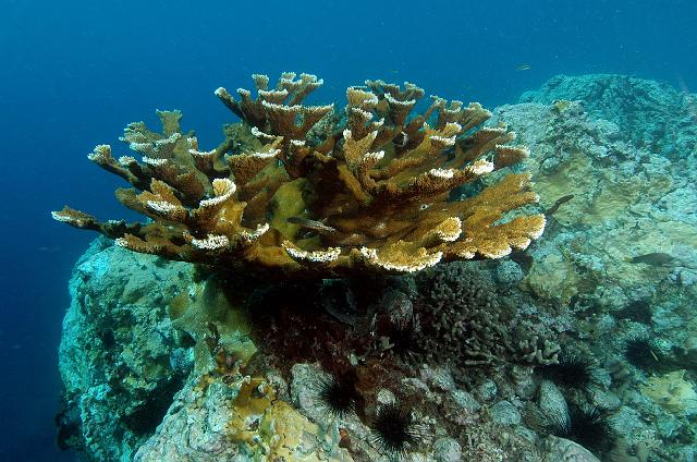 FMazeas site tupasurf_007.jpg